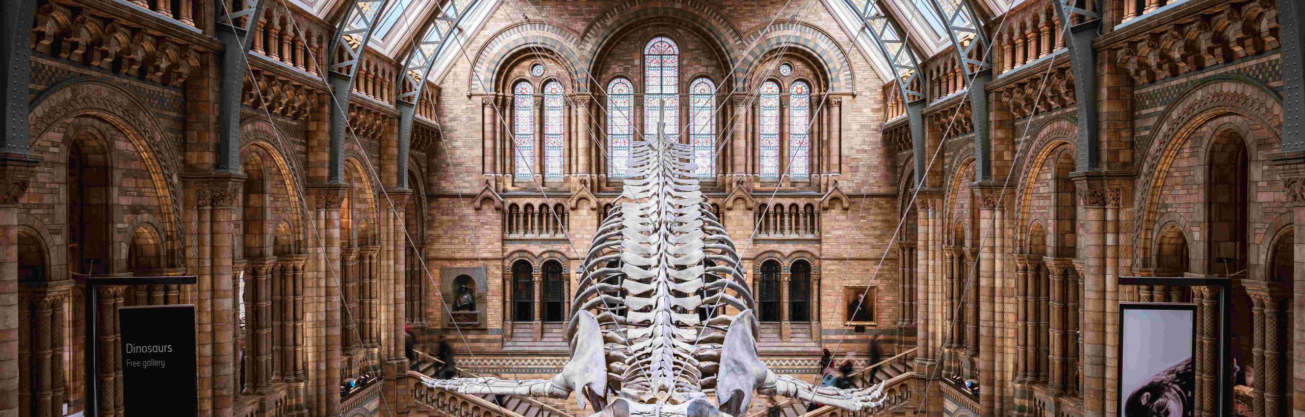 Britisches Museum mit Wal Skelett